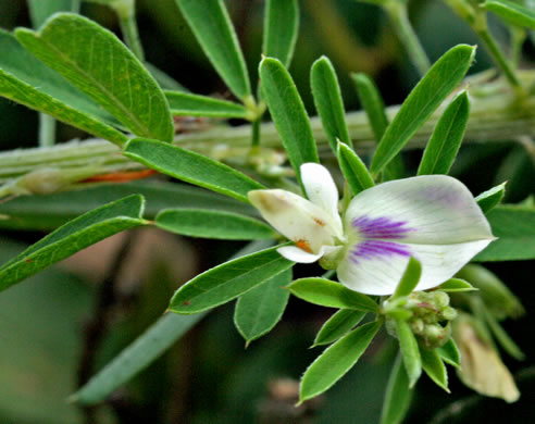 image of Lespedeza cuneata, Sericea Lespedeza, Chinese Lespedeza, Sericea