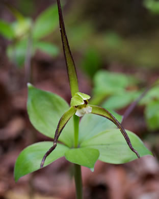 image of Isotria verticillata, Large Whorled Pogonia, Large Five-leaves