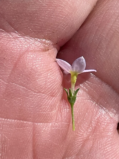 image of Houstonia rosea, Rose Bluet, Pygmy Bluet