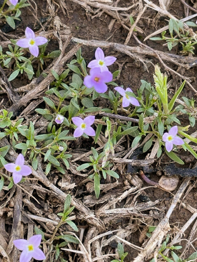 image of Houstonia rosea, Rose Bluet, Pygmy Bluet