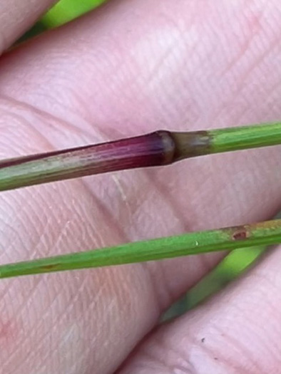 image of Mnesithea cylindrica, Carolina Jointgrass