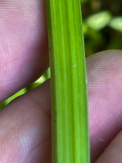 image of Sagittaria australis, Appalachian Arrowhead, Southern Arrowhead, Longbeak Arrowhead