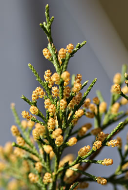 image of Juniperus virginiana, Eastern Red Cedar