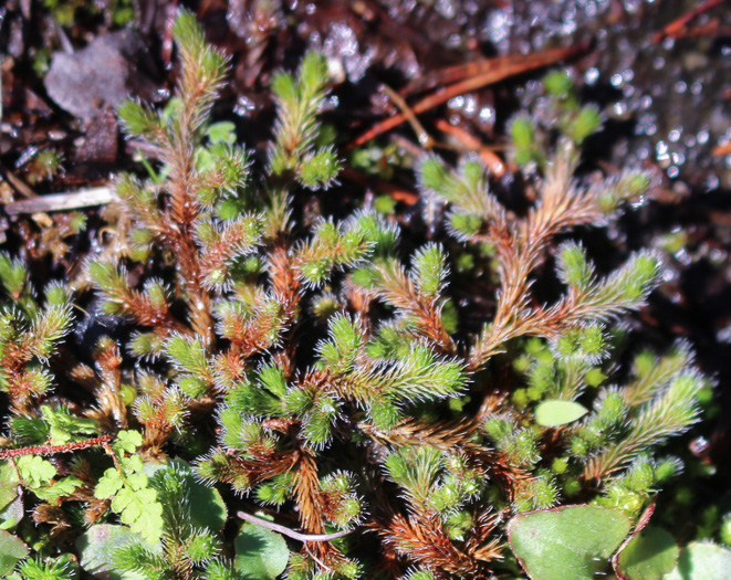 image of Bryodesma rupestre, Rock Spikemoss