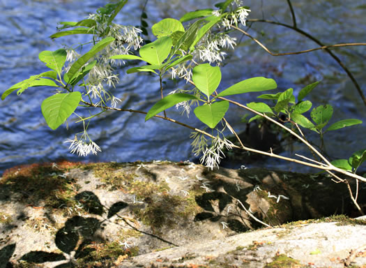 image of Chionanthus virginicus, Fringetree, Grancy Graybeard, Old Man's Beard, Grandsir-graybeard