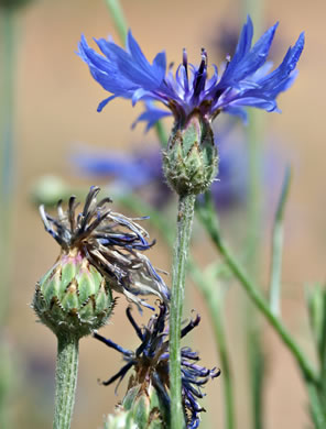 involucral bracts