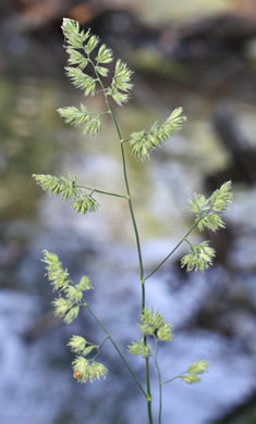 panicle