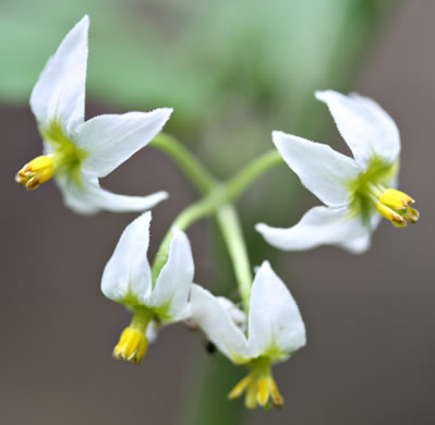 image of Solanum emulans, Eastern Black Nightshade