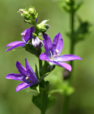 image of Triodanis perfoliata, Clasping Venus's Looking-glass