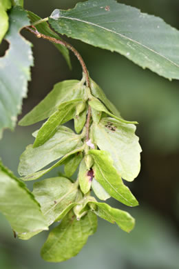 image of Carpinus caroliniana +, Musclewood, American Hornbeam, Blue-beech, Ironwood