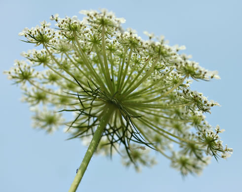 image of Daucus carota ssp. carota, Queen Anne's Lace, Wild Carrot, Bird's Nest