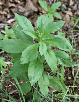 Erechtites hieraciifolius, Fireweed, American Burnweed, Pilewort