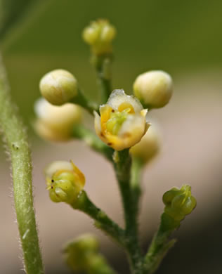 image of Nephroia carolina, Carolina Moonseed, Coralbeads, Carolina Snailseed, Red Moonseed