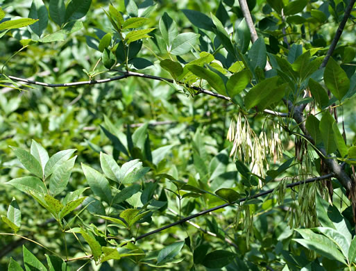 image of Fraxinus americana, White Ash, American Ash