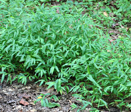 image of Microstegium vimineum, Japanese Stiltgrass, Japanese-grass, Nepalese Browntop, Nepal Grass