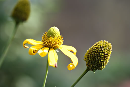 image of Rudbeckia laciniata var. laciniata, Greenheaded Coneflower, Common Cutleaf Coneflower