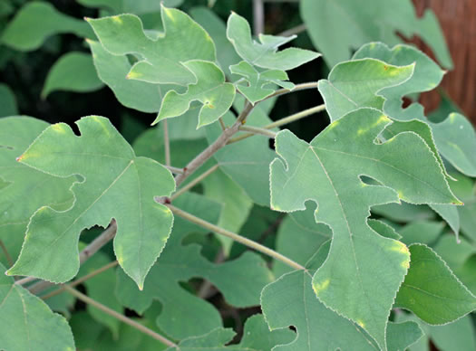 image of Broussonetia papyrifera, Paper Mulberry