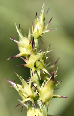 image of Cenchrus spinifex, Coastal Sandspur