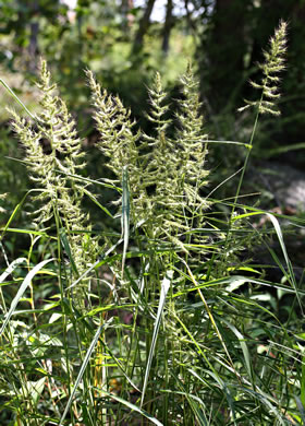 image of Echinochloa muricata var. muricata, Rough Barnyard-grass