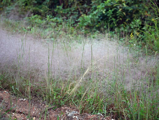 image of Eragrostis capillaris, Lace Lovegrass, Lacegrass