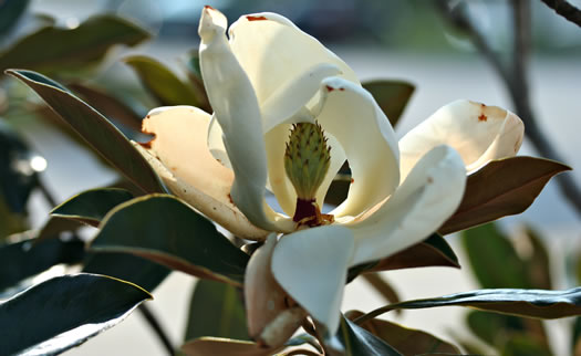 image of Magnolia grandiflora, Southern Magnolia, Bull Bay