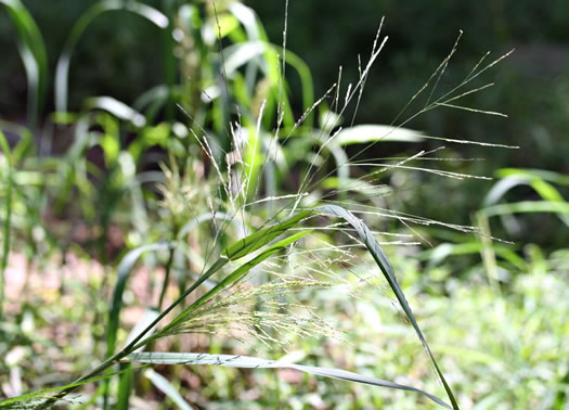 image of Panicum dichotomiflorum var. dichotomiflorum, Fall Panicum, Fall Panicgrass, Spreading Panicgrass