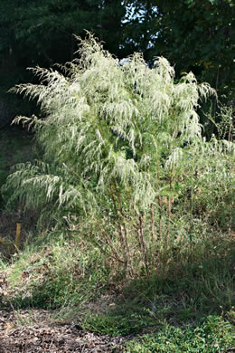 image of Eupatorium capillifolium, Common Dog-fennel, Summer Cedar, Yankeeweed, Cypressweed