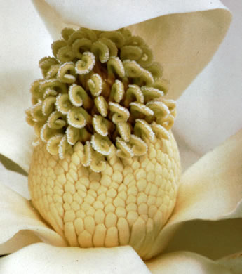 image of Magnolia grandiflora, Southern Magnolia, Bull Bay