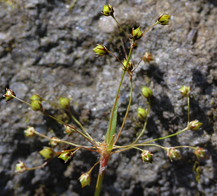 image of Luzula acuminata var. carolinae, Carolina Woodrush, Southern Hairy Woodrush