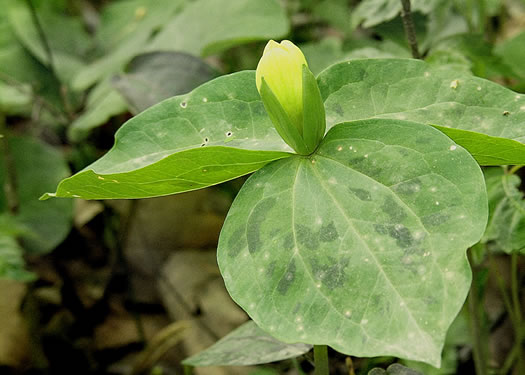 Pale Yellow Trillium