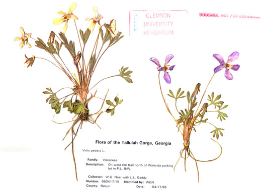 image of Viola pedata var. pedata, Common Birdsfoot Violet