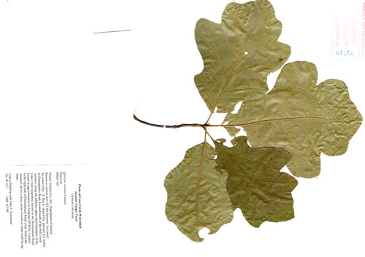 image of Quercus velutina, Black Oak