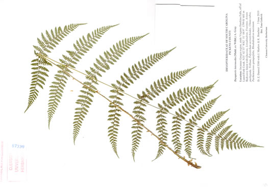 image of Dryopteris intermedia, Evergreen Woodfern, Fancy Fern, Intermediate Woodfern