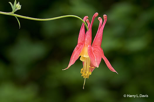 image of Aquilegia canadensis, Eastern Columbine, Canada Columbine