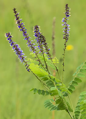 panicle