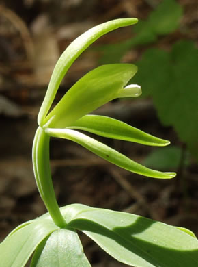 Isotria medeoloides, Small Whorled Pogonia, Little Five-leaves