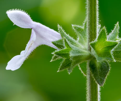 image of Stachys caroliniana, Carolina Hedgenettle