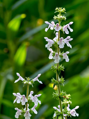 image of Stachys caroliniana, Carolina Hedgenettle