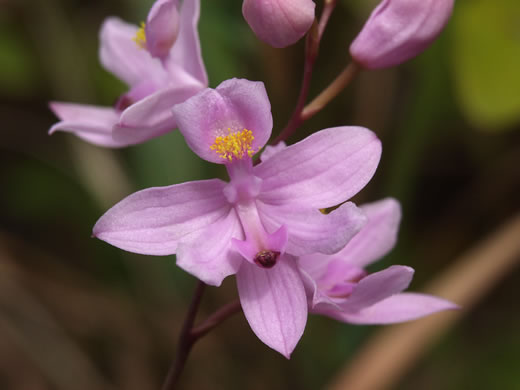 image of Calopogon barbatus, Bearded Grass-pink