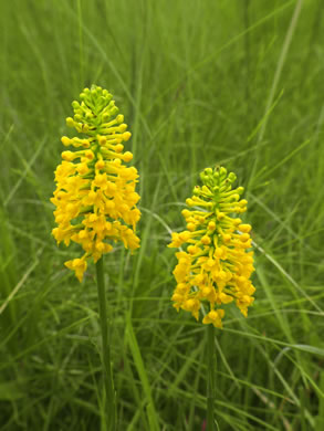 image of Platanthera integra, Yellow Fringeless Orchid, Golden Frog Orchid, Golden Fringeless Orchid, Golden Frog Arrow