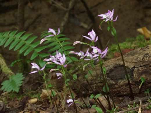 Three Birds Orchid