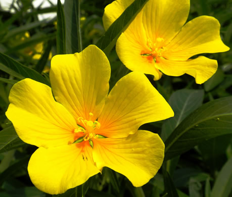 Ludwigia hexapetala, Common Water-primrose