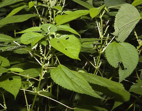 False Nettle