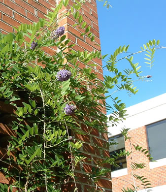 image of Wisteria frutescens var. frutescens, American Wisteria, Swamp Wisteria, Atlantic Wisteria