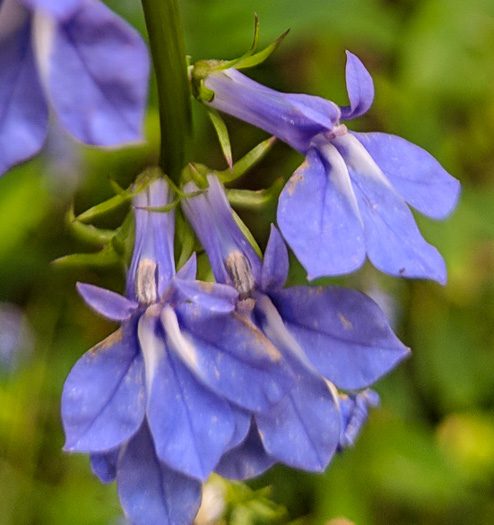 image of Lobelia amoena, Southern Lobelia