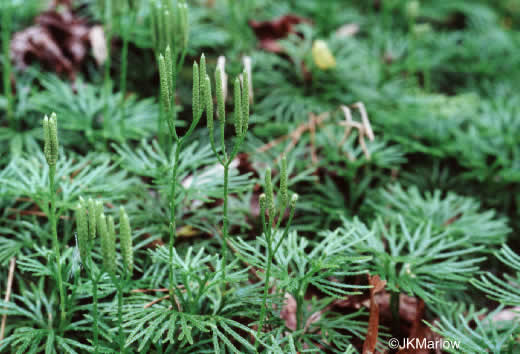 image of Diphasiastrum digitatum, Southern Ground-cedar, Common Running-cedar, Fan Ground-pine, Running Ground-pine