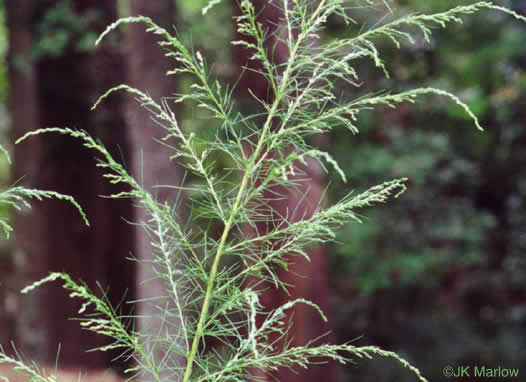 image of Eupatorium capillifolium, Common Dog-fennel, Summer Cedar, Yankeeweed, Cypressweed