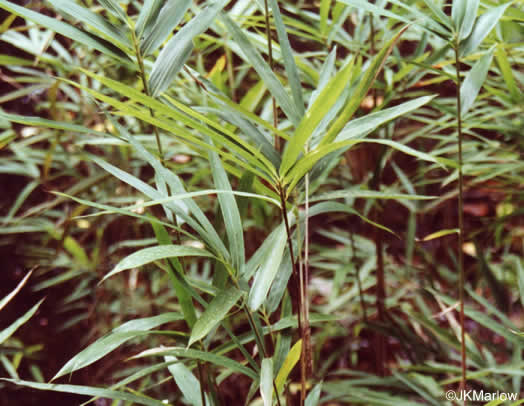 image of Arundinaria gigantea, River Cane, Giant Cane