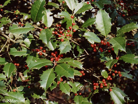 image of Ilex opaca, American Holly, Christmas Holly