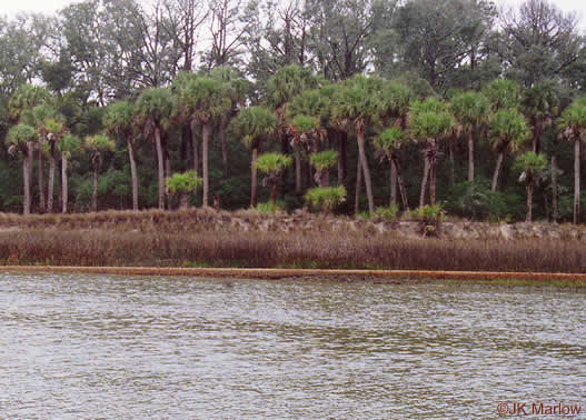 image of Sabal palmetto, Cabbage Palmetto